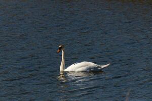 isto lindo cisne é calmamente natação através isto calma lago. a muito grandes pescoço é alcance Fora com dela olhos olhando por aí para Comida. a bonita laranja bico é pronto para colher acima tanto faz vem. foto