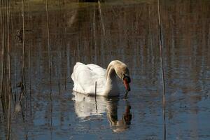 Eu amor a Veja do isto lindo branco cisne natação através isto lago. a ampla branco pássaro parece bastante pacífico. a reflexão debaixo isto aviária é realmente bonita dentro a ainda água. foto