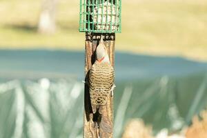 bonita norte cintilação veio Fora para pegue alguns sebo. ele é uma ampla tipo do pica-pau. dele dourado penas brilho uma mordeu dentro a Sol. a Preto manchas ao longo dele plumagem ajuda para camuflar. foto