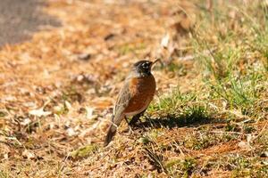 lindo robin em pé dentro a Relva com Castanho cores todos em volta. isto pássaro para muitos significa Primavera. a aviária tem uma Sombrio Preto corpo com a laranja barriga. isto quase parece gostar uma Estrela por aí dele olho. foto