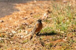 lindo robin em pé dentro a Relva com Castanho cores todos em volta. isto pássaro para muitos significa Primavera. a aviária tem uma Sombrio Preto corpo com a laranja barriga. isto quase parece gostar uma Estrela por aí dele olho. foto