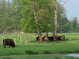 vacas em uma campo dentro Westfália foto