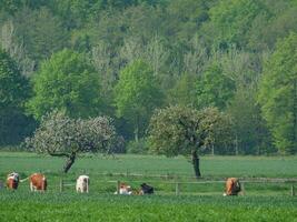 vacas em uma campo dentro Westfália foto