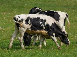 vacas em uma campo dentro Westfália foto