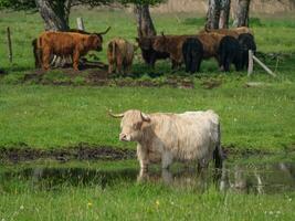 vacas em uma campo dentro Westfália foto