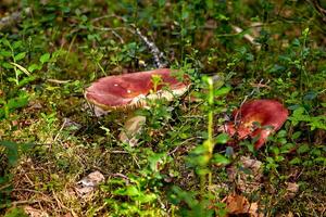 fechar-se Visão do cogumelo em a terra dentro a floresta, propositalmente borrado foto