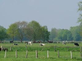 vacas na Vestfália foto