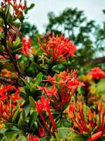 vermelho ixora flor dentro jardim, tailândia. ixora chinensis foto
