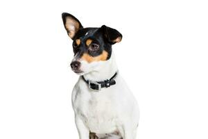 jack russell terrier, isolado em branco foto