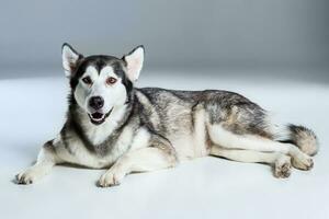 alaskan malamute deitado e olhando às a Câmera, degola a língua fora, em cinzento fundo foto