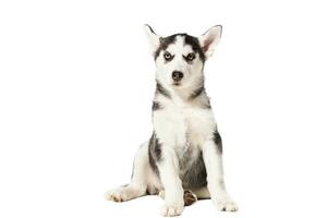 cachorro siberian rouco Preto e branco com azul olhos em branco fundo foto