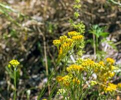 amarelo cominho. helichrysum arenarium, anão eterno. helichrysum arenarium eu é Além disso conhecido Como anão eterno, e Como imortal. foto