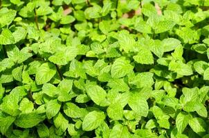 florescente plantas e vegetação foto