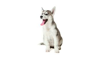siberian rouco cachorro isolado em uma branco fundo foto