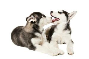 dois pequeno fofa cachorro do siberian rouco cachorro com azul olhos isolado foto