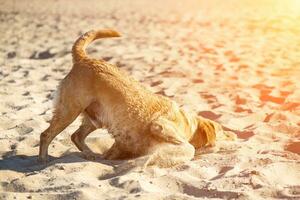 labrador retriever cachorro em de praia. ruivo retriever deitado dentro a areia. Sol flare foto