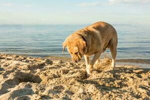 amarelo labrador retriever escavação dentro a areia às uma de praia em uma ensolarado dia. foto
