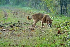 uma cachorro é caminhando em a Relva dentro a manhã foto