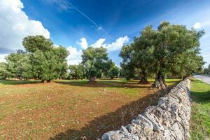 sedutor Visão em uma Relva campo e uma lindo Oliva árvores dentro Puglia interior, Itália. foto