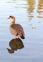 pato em um lago foto