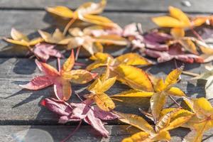 folhas coloridas em uma mesa foto