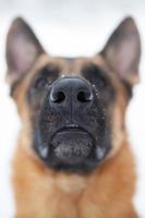 fotografou o nariz em close de um cachorro grande