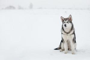 malamute do Alasca no inverno foto