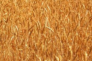 Campos do trigo às a fim do verão totalmente maduro. natureza foto. foto