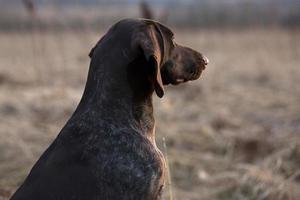 cão de caça ponteiro olhando para longe