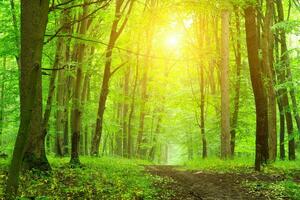 idílico iluminado pelo sol floresta tranquilo natureza cena com verde folhagem e velho árvores foto