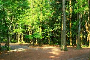 tranquilo outono andar dentro verde bosque com luz solar filtrando através folhagem foto