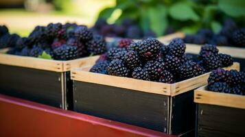 recentemente escolhido marionberry fruta a partir de jardim colocada dentro a caixas. generativo ai foto