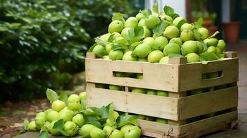 recentemente escolhido mangaba fruta a partir de jardim colocada dentro a caixas. generativo ai foto