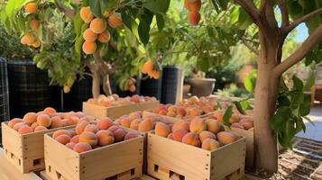 recentemente escolhido enau fruta a partir de jardim colocada dentro a caixas. generativo ai foto