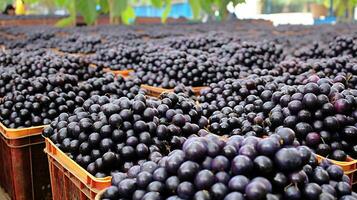 recentemente escolhido jabuticaba fruta a partir de jardim colocada dentro a caixas. generativo ai foto