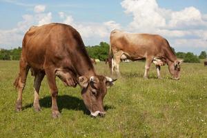 vacas caminham por um prado e comem grama foto