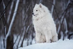 cachorro sentado na neve olhando para frente foto