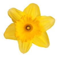 flor amarela aberta narciso foto