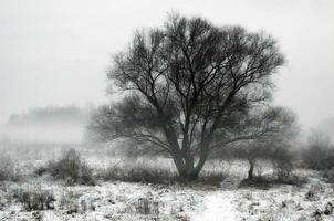 inverno névoa panorama foto