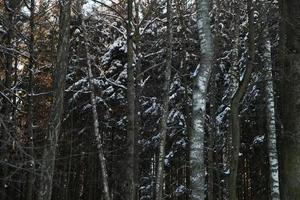 árvores na floresta cobertas de neve foto