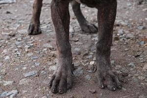 quatro patas de cachorro estão no chão foto