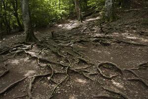 raízes ramificadas de árvores foto