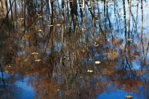 lago, que reflete as árvores foto