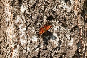 borboleta sentada e se aquecendo no tronco de bétula foto