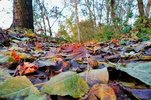 uma caminho através a madeiras com folhas e árvores foto