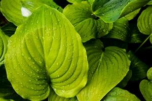 hosta folhas com água gotas foto