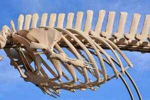 uma esqueleto do uma baleia é exibido dentro uma museu foto