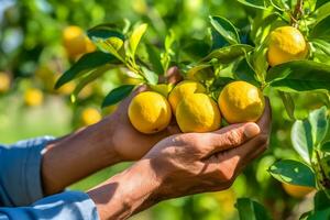 fechar acima do agricultor masculino mãos colheita limões frutas. orgânico comida, colheita e agricultura conceito. gerado ai. foto