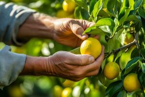 fechar acima do agricultor masculino mãos colheita limões frutas. orgânico comida, colheita e agricultura conceito. gerado ai. foto