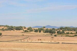 uma campo com vacas e árvores foto